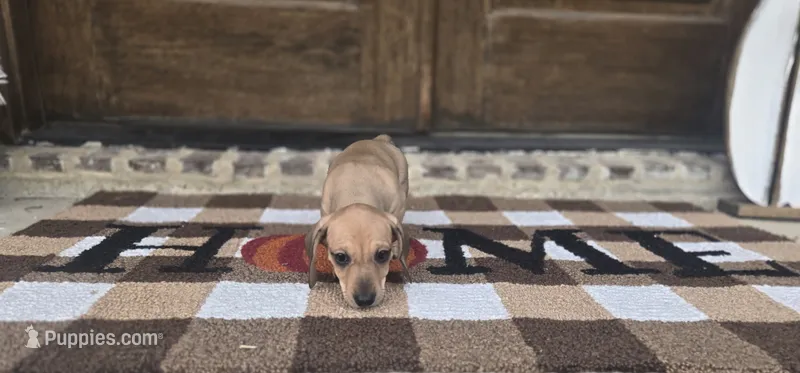 Black  – Miniature Dachshund puppy for sale in Darrow, LA