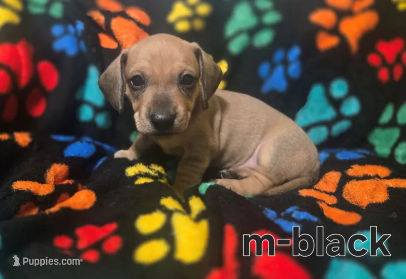 Black  – Miniature Dachshund puppy for sale in Darrow, LA