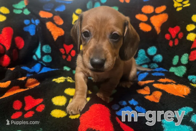 Grey – Miniature Dachshund puppy for sale in Darrow, LA