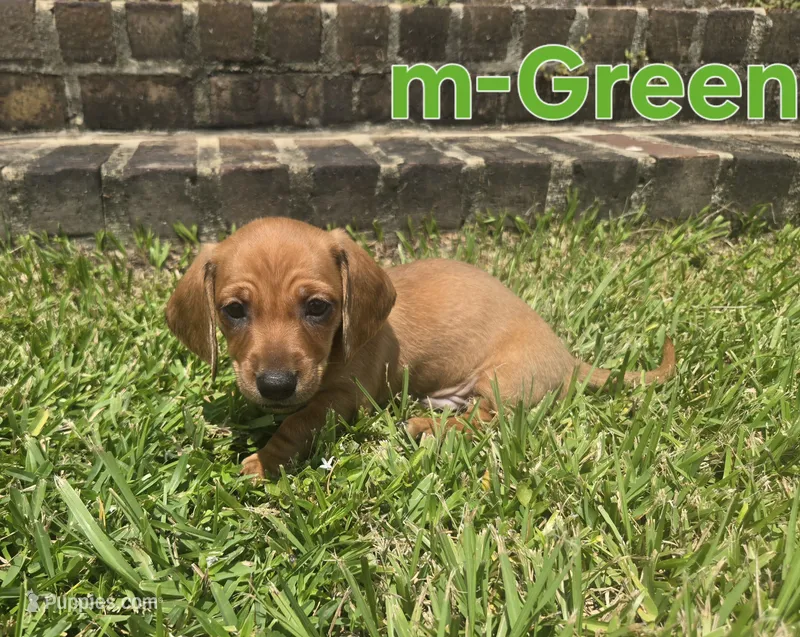 Green – Miniature Dachshund puppy for sale in Darrow, LA
