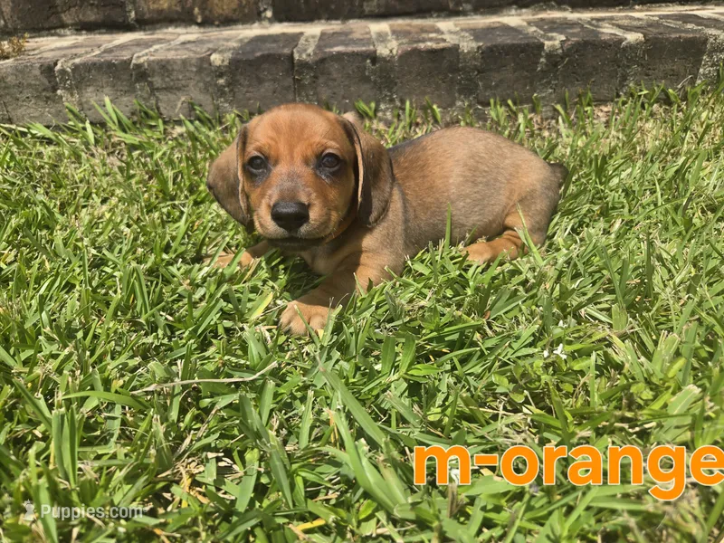 Orange – Miniature Dachshund puppy for sale in Darrow, LA