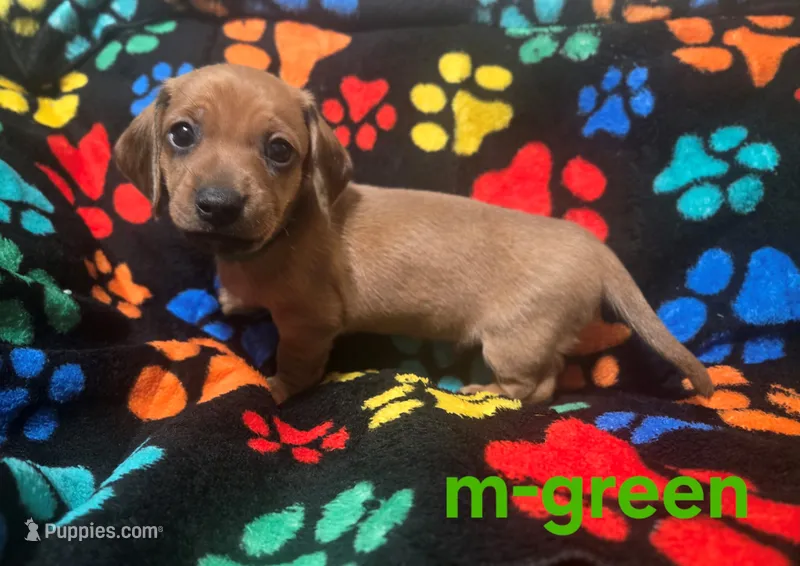 Green – Miniature Dachshund puppy for sale in Darrow, LA