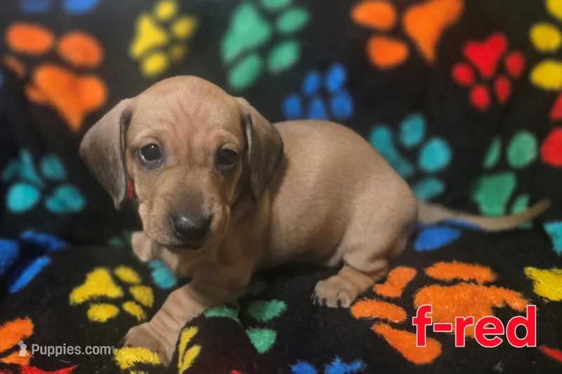 Red – Miniature Dachshund puppy for sale in Darrow, LA