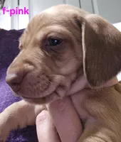 Pink, a female Miniature Dachshund for sale in Darrow, LA – 2 of 2