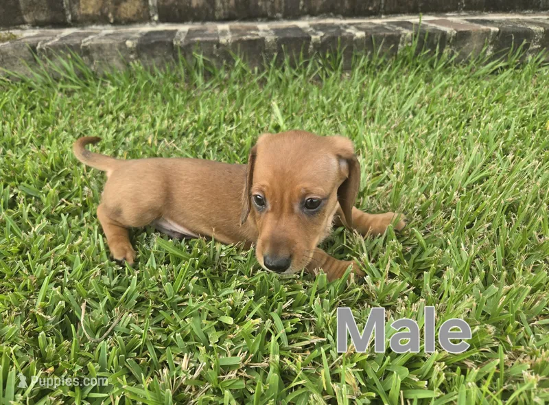 Grey – Miniature Dachshund puppy for sale in Darrow, LA