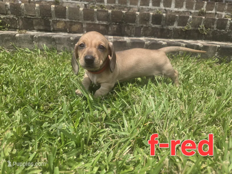 Red – Miniature Dachshund puppy on hold in Darrow, LA