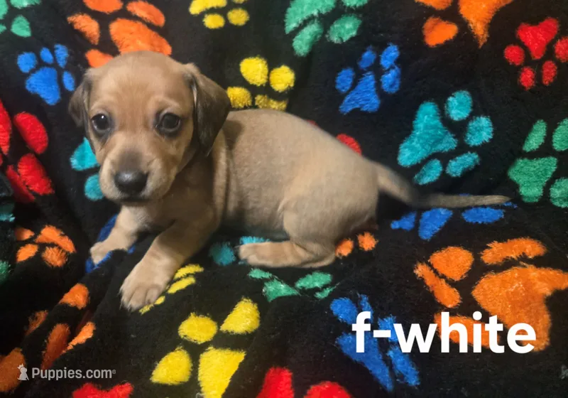 White – Miniature Dachshund puppy for sale in Darrow, LA