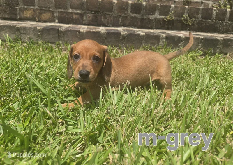 Grey – Miniature Dachshund puppy for sale in Darrow, LA