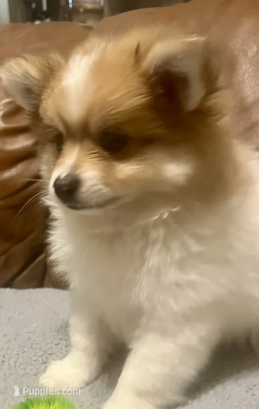 Leo – Pomeranian puppy for sale in Ozark, MO