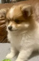 Leo, a male Pomeranian for sale in Ozark, MO – 2 of 5