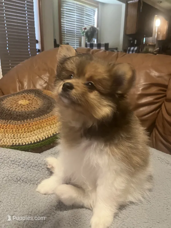 Looney  – Pomeranian puppy for sale in Ozark, MO