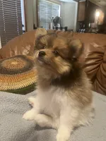 Looney , a male Pomeranian for sale in Ozark, MO – 6 of 6
