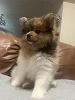 Looney , a male Pomeranian for sale in Ozark, MO – 5 of 6