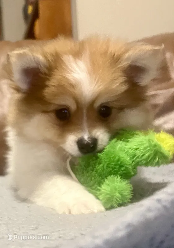Leo – Pomeranian puppy for sale in Ozark, MO
