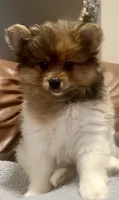 Looney , a male Pomeranian for sale in Ozark, MO – 2 of 6