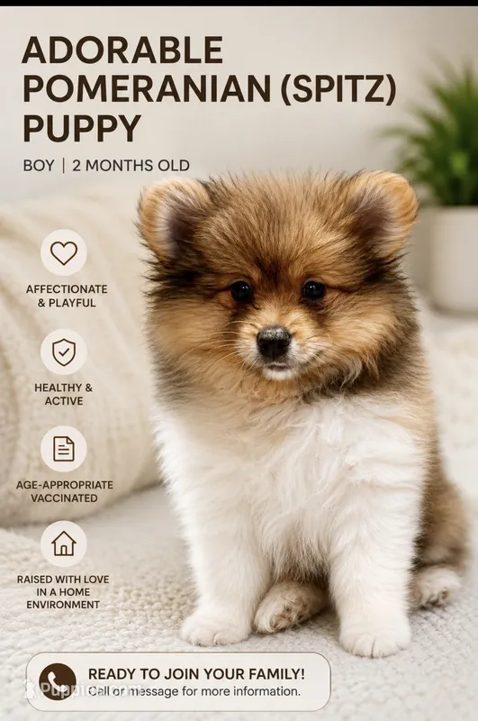 Looney  – Pomeranian puppy for sale in Ozark, MO