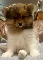 Looney , a male Pomeranian for sale in Ozark, MO – 4 of 6