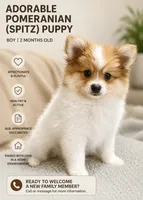 Leo, a male Pomeranian for sale in Ozark, MO – 1 of 5