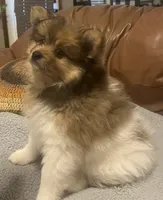 Looney , a male Pomeranian for sale in Ozark, MO – 3 of 6