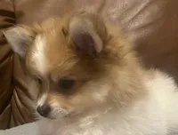 Leo, a male Pomeranian for sale in Ozark, MO – 4 of 5