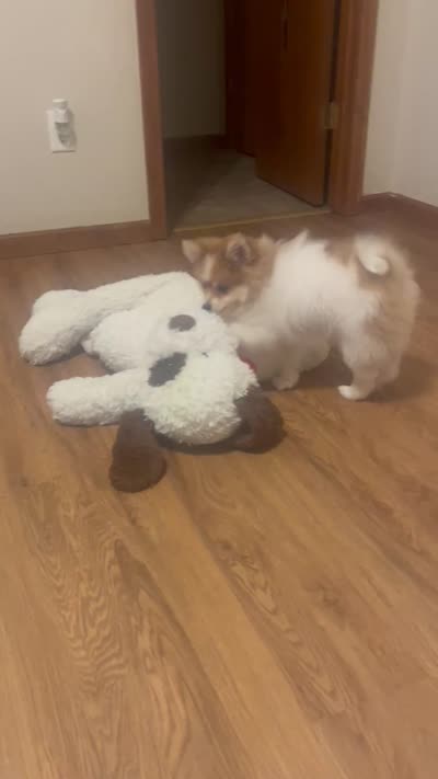 Leo, a male Pomeranian for sale in Ozark, MO – 6 of 8