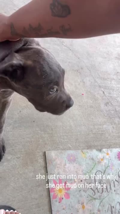 Sky, a female Cane Corso for sale in Baton Rouge, LA – 2 of 2