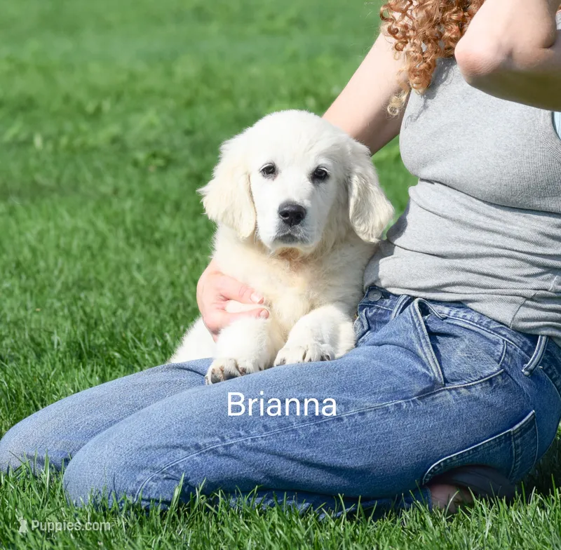 Brianna – English Cream Golden Retriever puppy for sale in New Carlisle, IN