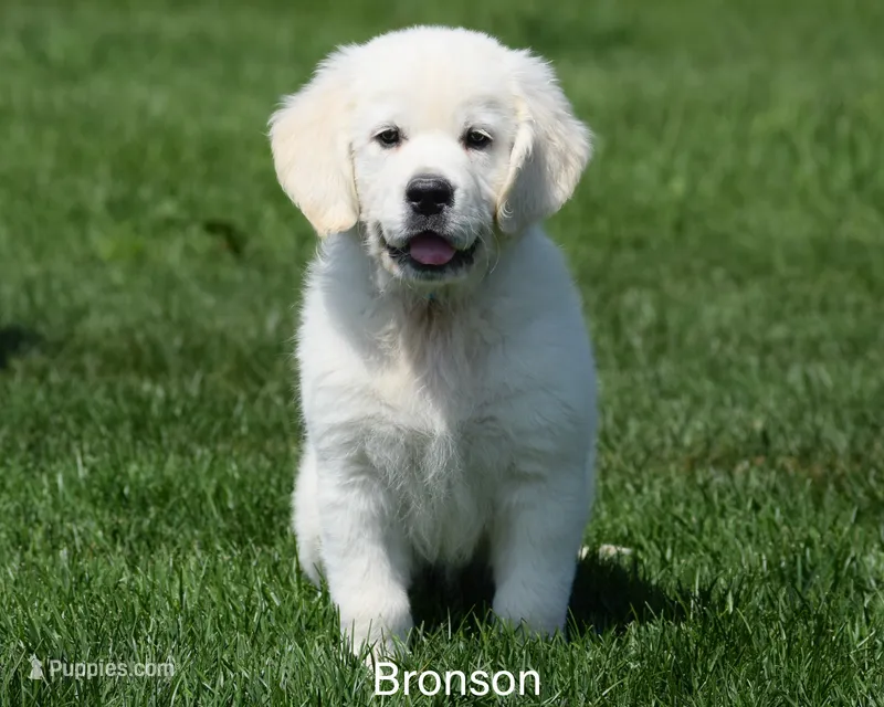 Bronson – English Cream Golden Retriever puppy for sale in New Carlisle, IN