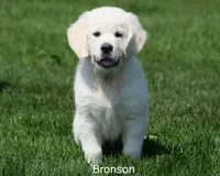 Bronson, a male English Cream Golden Retriever for sale in New Carlisle, IN – 1 of 1