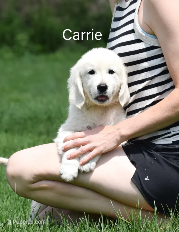 Carrie – English Cream Golden Retriever puppy for sale in New Carlisle, IN