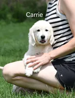 Carrie, a female English Cream Golden Retriever for sale in New Carlisle, IN – 1 of 1
