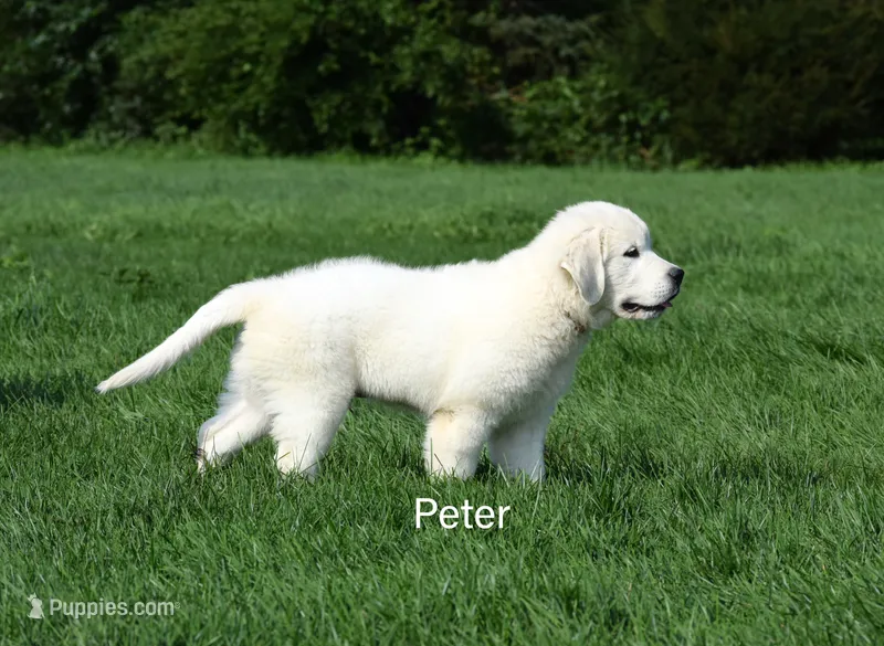 Peter – English Cream Golden Retriever puppy for sale in New Carlisle, IN