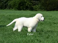 Peter, a male English Cream Golden Retriever for sale in New Carlisle, IN – 1 of 1