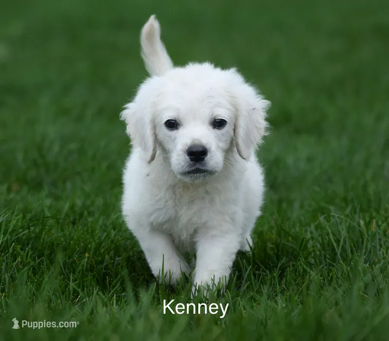 Kenney (Runt) – English Cream Golden Retriever puppy for sale in New Carlisle, IN