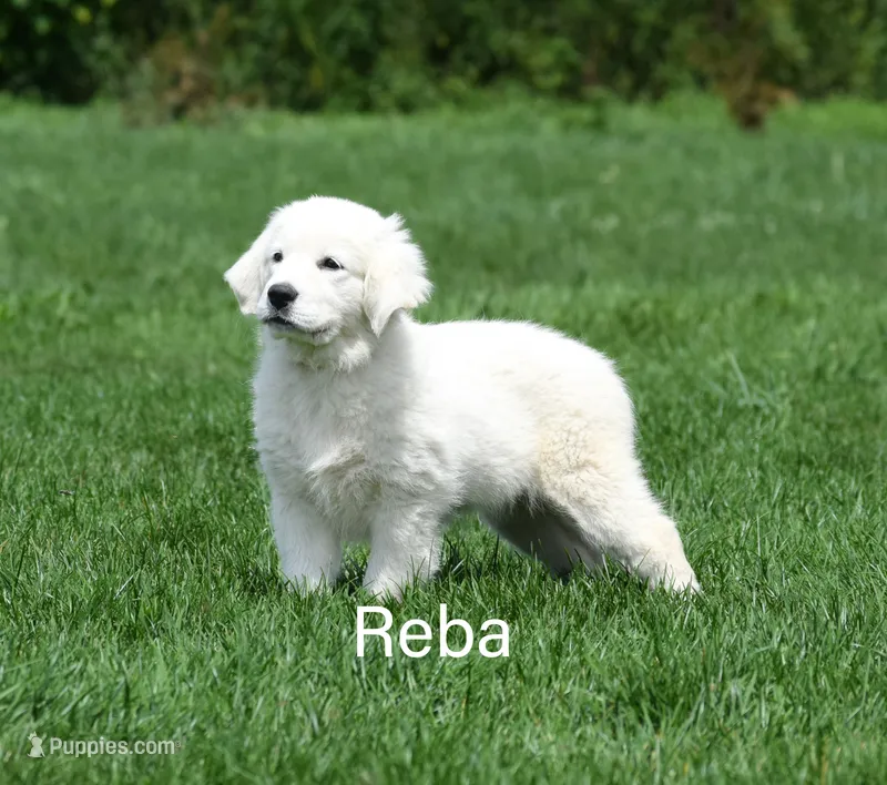 Reba – English Cream Golden Retriever puppy for sale in New Carlisle, IN