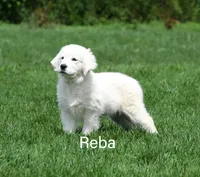 Reba, a female English Cream Golden Retriever for sale in New Carlisle, IN – 1 of 1