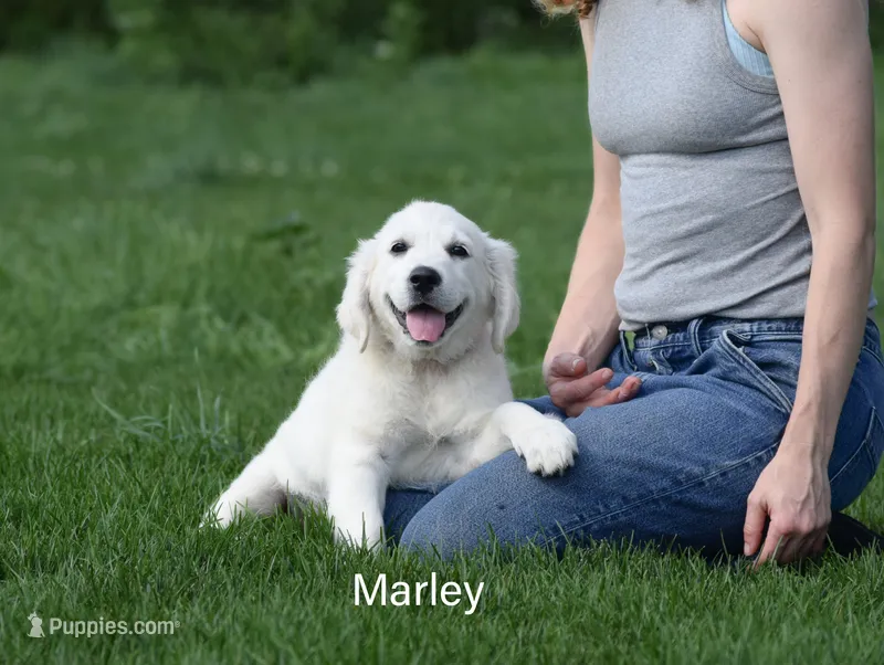 Marley – English Cream Golden Retriever puppy for sale in New Carlisle, IN