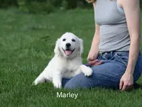 Marley, a female English Cream Golden Retriever for sale in New Carlisle, IN – 1 of 1