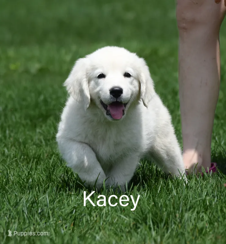 Kacey – English Cream Golden Retriever puppy for sale in New Carlisle, IN
