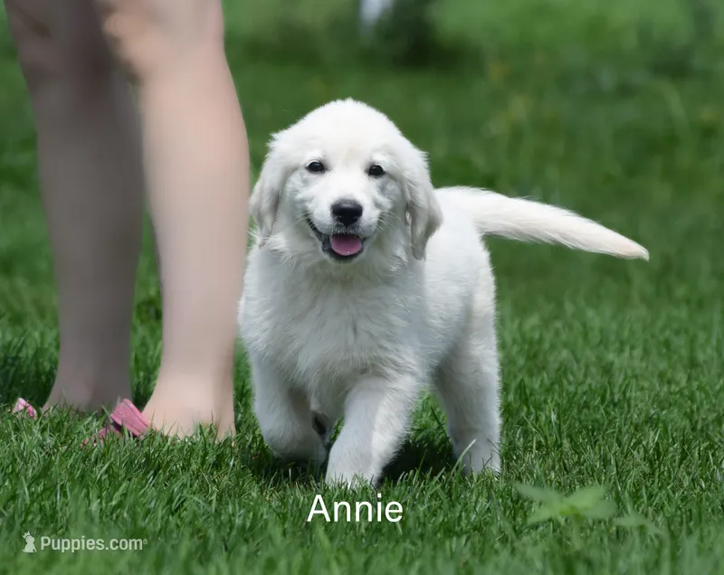 Annie – English Cream Golden Retriever puppy for sale in New Carlisle, IN