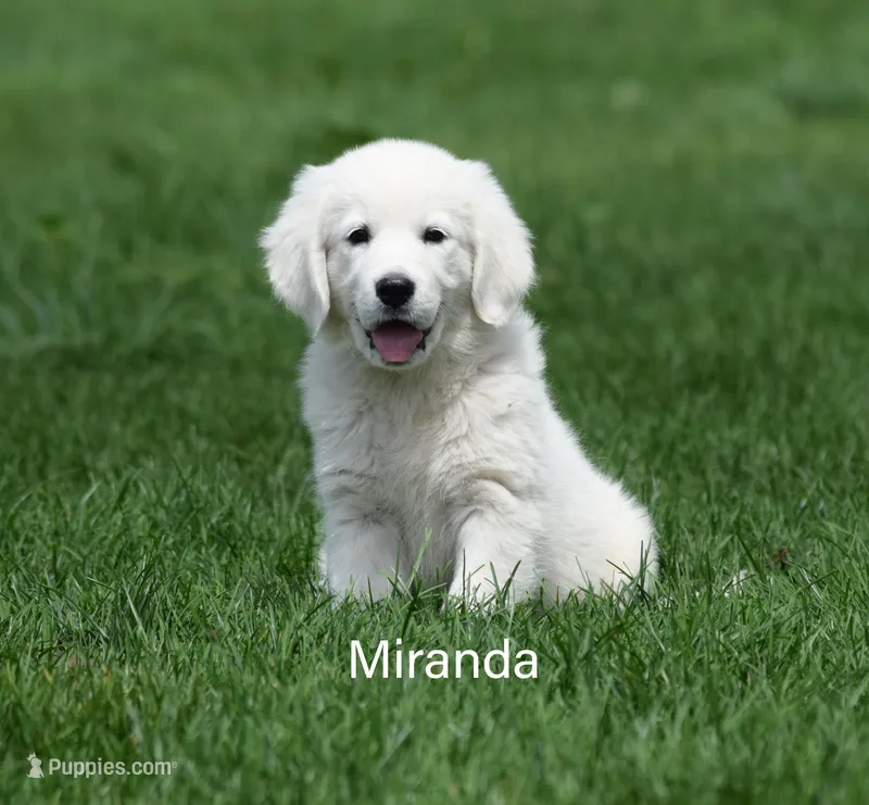 Miranda – English Cream Golden Retriever puppy for sale in New Carlisle, IN