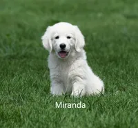 Miranda, a female English Cream Golden Retriever for sale in New Carlisle, IN – 1 of 1
