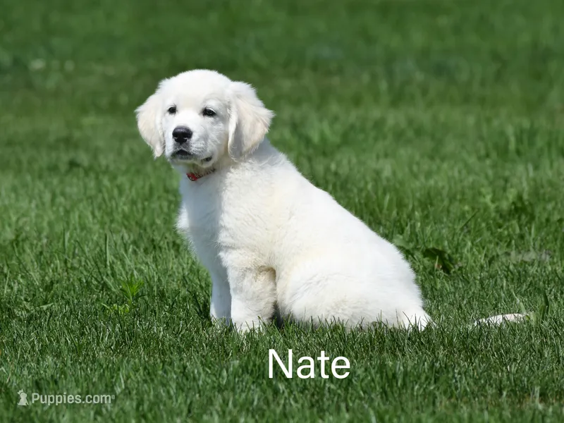 Nate – English Cream Golden Retriever puppy for sale in New Carlisle, IN