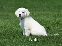 Nate, a male English Cream Golden Retriever for sale in New Carlisle, IN – 1 of 1
