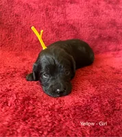 Janey - yellow collar, a female Cavapoo for sale in Tempe, AZ – Photo 8 of 10