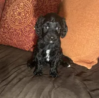 Janey - yellow collar, a female Cavapoo for sale in Tempe, AZ – Photo 3 of 10