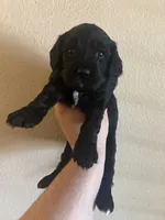 Janey - yellow collar, a female Cavapoo for sale in Tempe, AZ – Photo 10 of 10