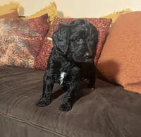 Janey - yellow collar, a female Cavapoo for sale in Tempe, AZ – Photo 2 of 10