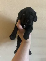 Janey - yellow collar, a female Cavapoo for sale in Tempe, AZ – Photo 5 of 10