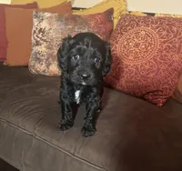 Janey - yellow collar, a female Cavapoo for sale in Tempe, AZ – Photo 1 of 10